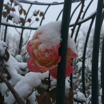 雪中红花