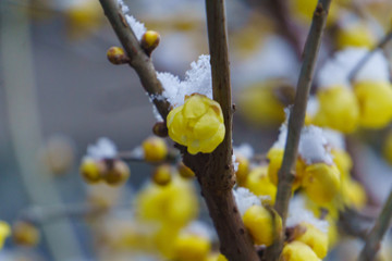 雪后的济南趵突泉公园 （7）