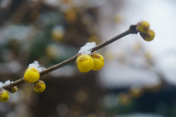 雪后的济南趵突泉公园 （9）