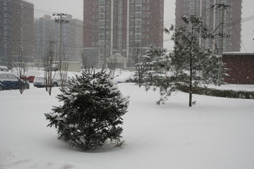 小区雪景