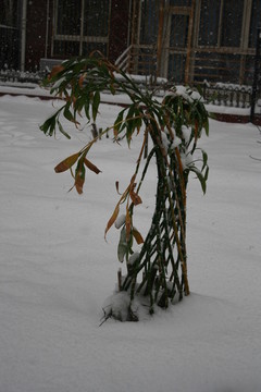 雪中绿植