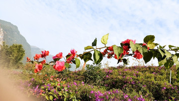 杜鹃花 云门山