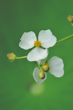 慈姑花