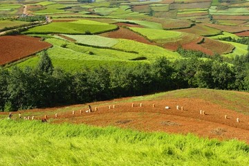 东川红土地