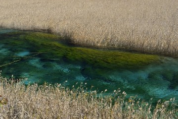 九寨沟芦苇海