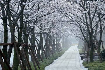 樱花大道