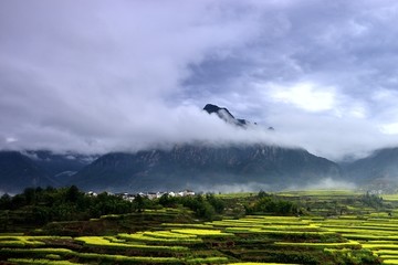 家朋油菜花