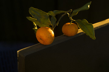 金色的橘子