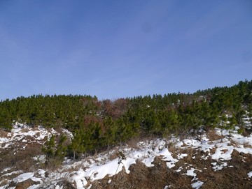 雪山松树林