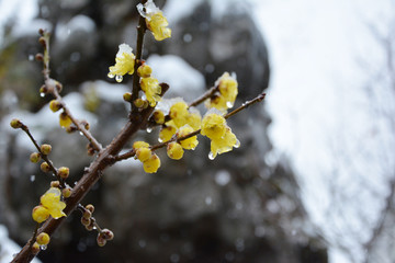 寒梅傲雪