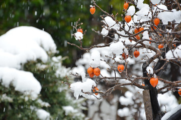 雪中的柿子