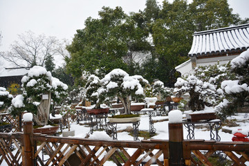 白雪中的盆景园