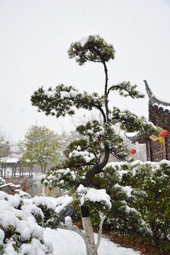 雪压松枝