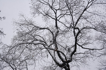 冬天树枝积雪