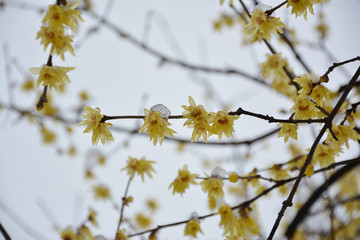 梅花满枝头