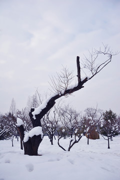 寒冬老梅树