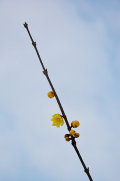 一枝腊梅花