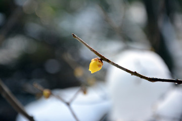 腊梅花苞