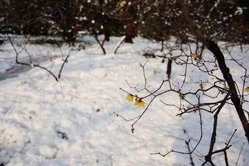 踏雪寻梅