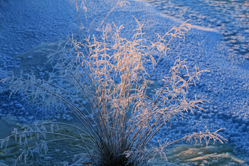 雪原草叶冰霜般的冷艳之美