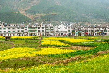 婺源油菜花