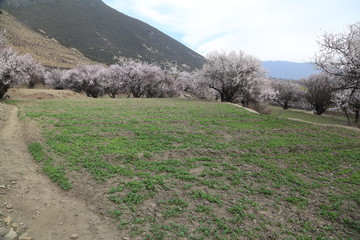 西藏林芝桃花沟风光