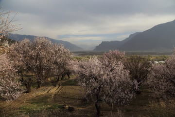 西藏林芝桃花沟风光