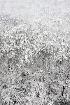 山林雪景