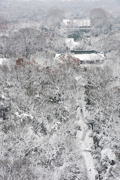 灵谷景区雪景