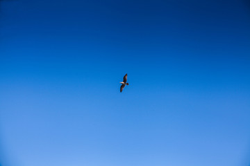 蓝天与海鸥