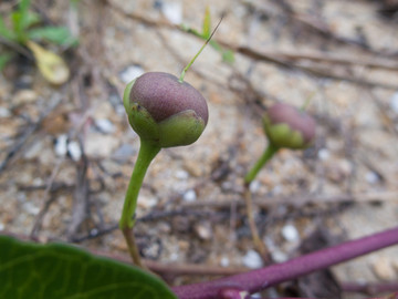 旋花科植物厚藤蒴果