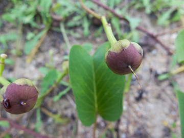 旋花科植物厚藤蒴果