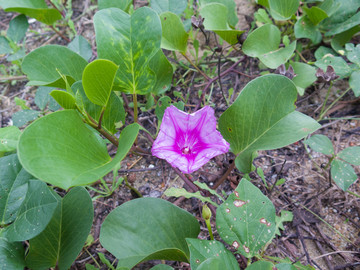 海滨沙滩植物厚藤