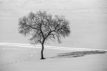 雪景