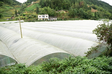 瓜果种植大棚种植