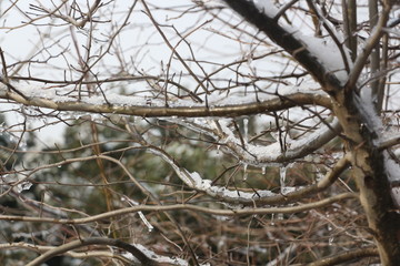 雪后美景 玉树临风 （2）