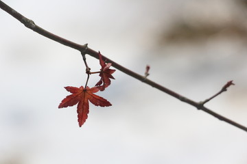 雪后美景 玉树临风 （11）