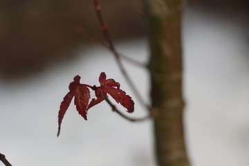 雪后美景 玉树临风 （12）