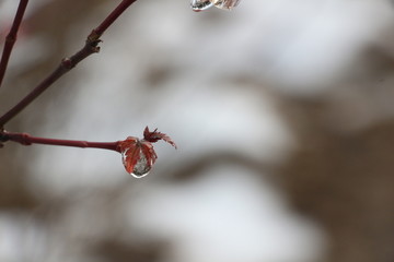 雪后美景 玉树临风 （14）