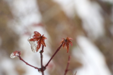 雪后美景 玉树临风 （17）