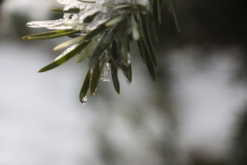 雪后美景 玉树临风 （9）