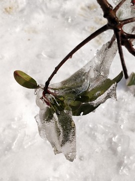 雪后美景 玉树临风 （53）