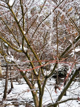 雪后美景 玉树临风 （33）