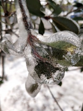 雪后美景 玉树临风 （44）