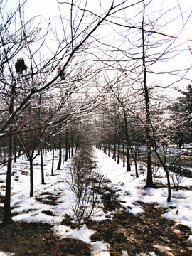 雪后美景 玉树临风 （25）