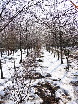 雪后美景 玉树临风 （28）