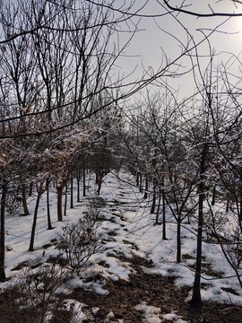 雪后美景 玉树临风 （30）