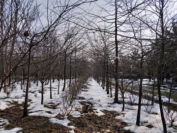 雪后美景 玉树临风 （39）