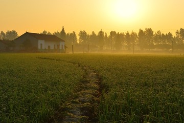 乡村早晨