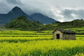 乡村的梯田油菜花